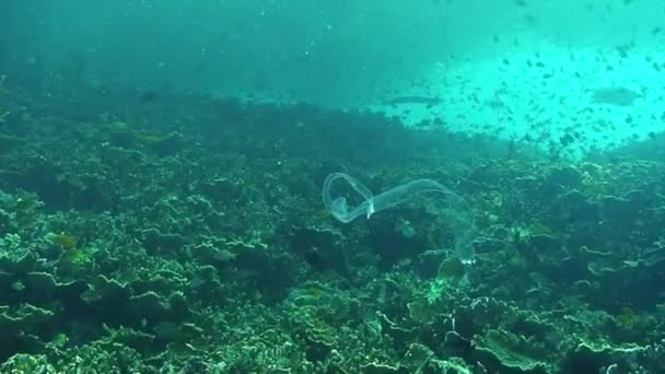 Peixe Flauta Trumpetfish Chinês Fundo Escola Peixes Mar Filipino Subaquático — Vídeo de Stock
