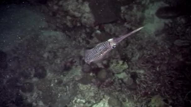成群结队的海带鱼和乌贼在夜间海水中潜游 菲律宾海海底海洋生物世界中一个物种的群鱼 章鱼潜水 — 图库视频影像