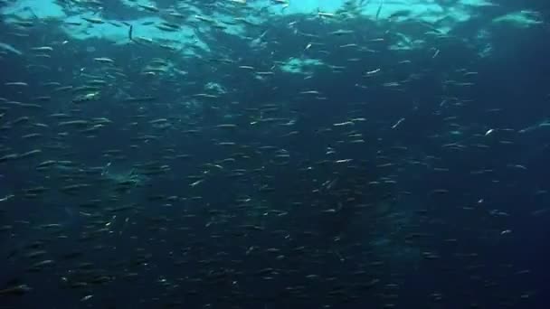 一群白种人在菲律宾海中捕鱼 一个种类的群鱼和美丽的水下野生动物在菲律宾海的海洋生物世界 放松关于海洋和海洋生物的视频 — 图库视频影像