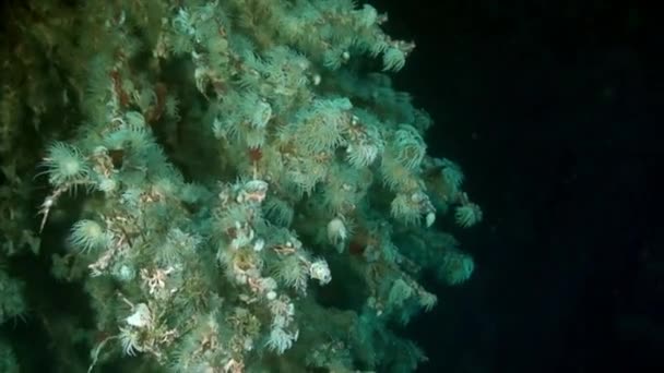 令人惊奇的海底世界的性质 在珊瑚礁上有鱼 在菲律宾海的水下野生动物中也有海洋无脊椎动物 放宽关于自然 海洋和海洋生物的视频 — 图库视频影像