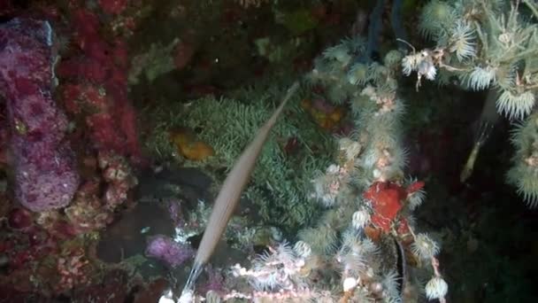 Erstaunliche Natur Der Unterwasserwelt Mit Fischen Korallenriff Wirbellosen Meerestieren Der — Stockvideo