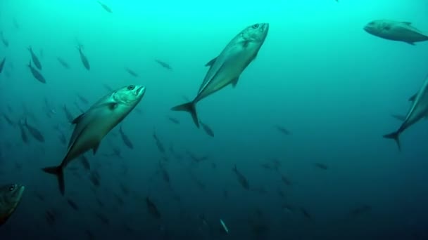 Vissen Koraalriffen Onderwaterwereld Van Filippijnse Zee Macro Ontspannende Video Koraalrif — Stockvideo