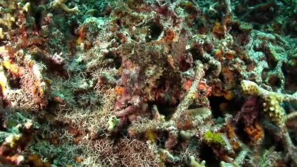 Verbazingwekkende Natuur Van Onderwater Wereld Met Vissen Koraalrif Mariene Ongewervelden — Stockvideo