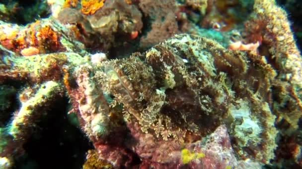 Удивительная Природа Подводного Мира Рыбами Коралловом Рифе Морскими Беспозвоночными Подводной — стоковое видео