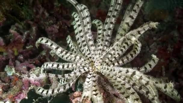 Sea Lily Plant Undewater Undewater Seabed Marine Life Philippine Sea — Stock Video