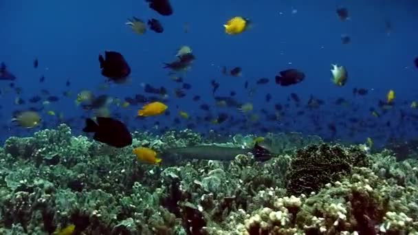 菲律宾海海底世界珊瑚礁上的鱼类 有关珊瑚礁和深海及海洋生物中野生动物的宏观放松视频 — 图库视频影像