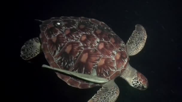 Želva Vznáší Nočních Vodách Oceánu Skupinové Ryby Jednoho Druhu Podmořském — Stock video