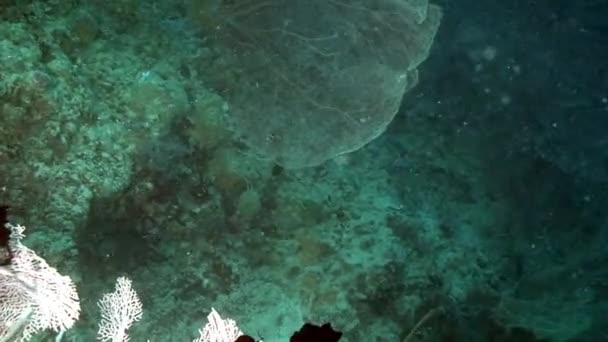サンゴ礁で魚と水中世界の素晴らしい自然 フィリピン海の水中野生生物の海洋無脊椎動物 海洋生物についてのリラックスしたビデオ — ストック動画