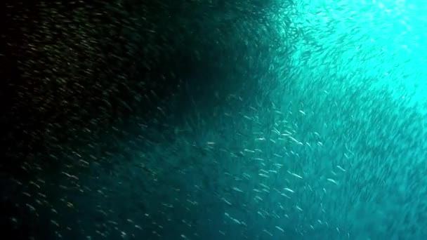 Skola Fisk Glittrar Och Skimrar Strålar Solljus Vattnet Gruppfisk Art — Stockvideo