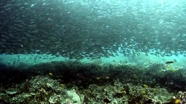 Filipin Denizi Nin Sualtı Dünyasında Mercan Resifindeki Balıklar Mercan Resifleri — Stok video