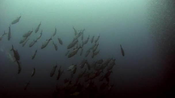 フィリピン海の水中世界のサンゴ礁で魚 海中や海洋生物のサンゴ礁や野生生物についてのマクロリラックスしたビデオ — ストック動画