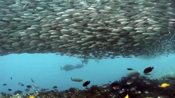 Balık Sürüsü Altında Güneş Işınlarında Parıldıyor Parıldıyor Filipin Denizi Nin — Stok video