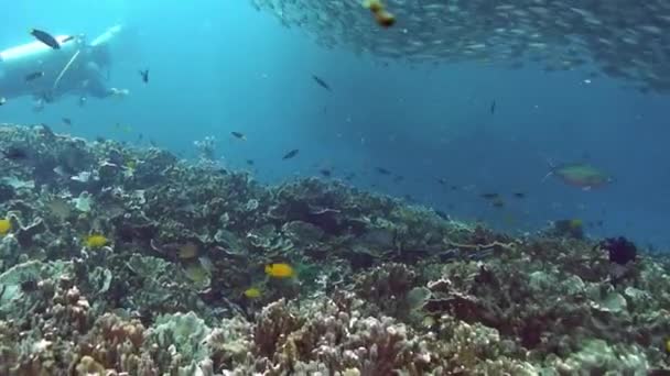 フィリピン海の水中世界のサンゴ礁で魚 海中や海洋生物のサンゴ礁や野生生物についてのマクロリラックスしたビデオ — ストック動画