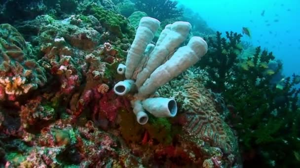 在菲律宾海海洋生物的海床上的海底白色热带珊瑚 有关珊瑚礁和深海及海洋生物中野生动物的宏观放松视频 — 图库视频影像