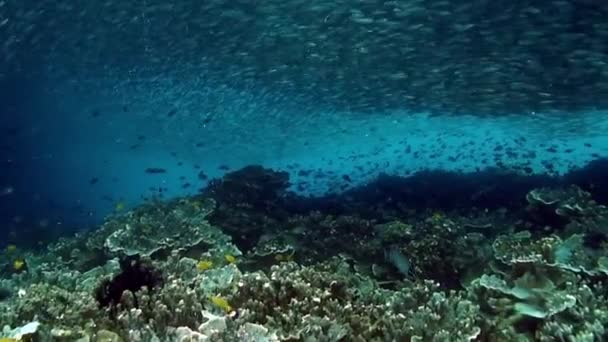 Школа Риб Блищить Мерехтить Променях Сонячного Світла Під Водою Група — стокове відео