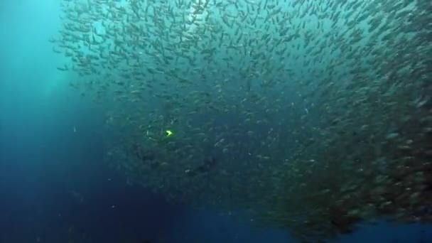 Comportamento Escolar Peixes Vida Selvagem Subaquática Grupo Peixes Uma Espécie — Vídeo de Stock