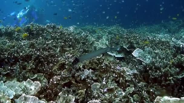 一群鱼在水下阳光下闪闪发光 菲律宾海海底海洋生物世界中一种鱼的群鱼 — 图库视频影像