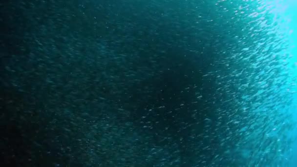 魚や水中野生生物の学習行動 フィリピン海の水中海洋生物界における1種のグループ魚 水中魚流の概念 — ストック動画