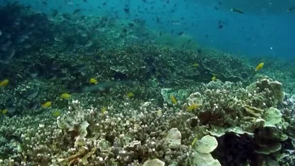水中の日光の光の中で魚のグリッターやシマーの学校 フィリピン海の水中海洋生物界における1種の群魚 — ストック動画