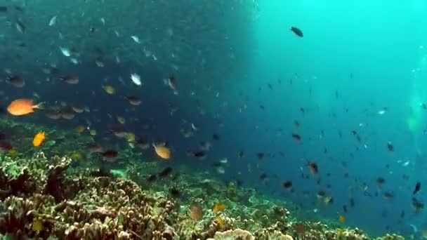 菲律宾海海底世界珊瑚礁上的鱼类 有关珊瑚礁和深海及海洋生物中野生动物的宏观放松视频 — 图库视频影像