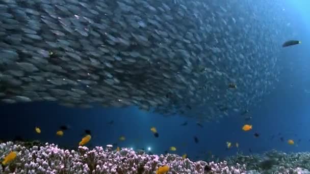 一群鱼在水下阳光下闪闪发光 菲律宾海海底海洋生物世界中一种鱼的群鱼 — 图库视频影像