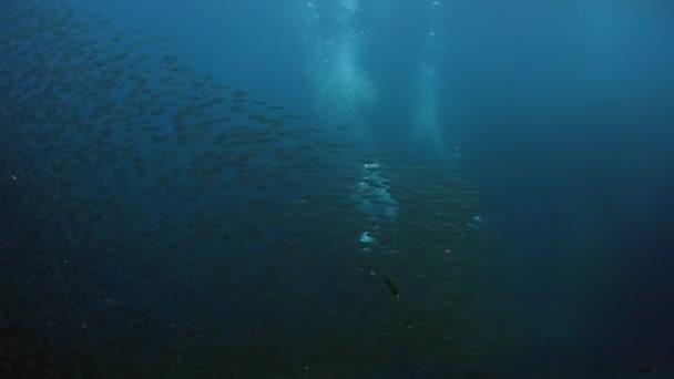 Kamerzysta Nurka Pod Szkołą Ryb Podwodnych Promieniach Słonecznych Pod Wodą — Wideo stockowe