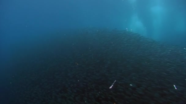 摄影师在水底鱼群下潜水 沐浴在阳光下 水下海洋生物世界和菲律宾海美丽荒原中的一种群鱼 — 图库视频影像
