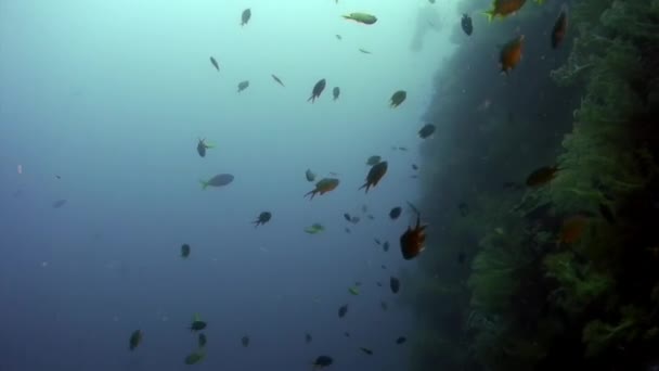 フィリピン海の海洋生物の海底に白い熱帯サンゴゴルゴナリアの水中 海中や海洋生物のサンゴ礁や野生生物についてのマクロリラックスしたビデオ — ストック動画