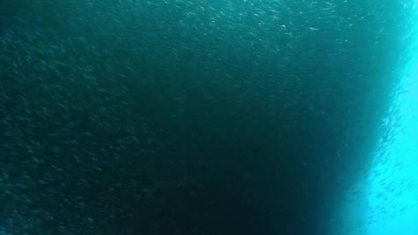鱼类和水下野生动物的学习行为 菲律宾海海底海洋生物世界中一个物种的群鱼 水下鱼类群的概念 — 图库视频影像
