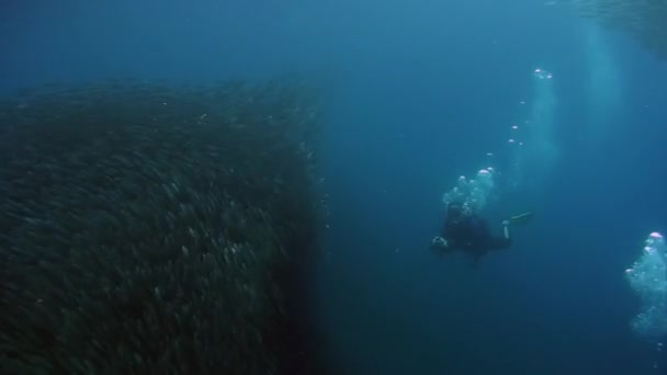 Mergulhador Cameraman Abaixo Escola Peixe Subaquático Raios Luz Solar Subaquática — Vídeo de Stock