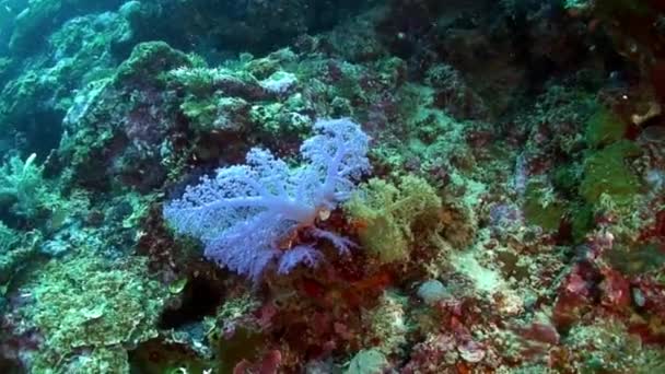 필리핀 바다의 해저에 산호고르곤 Gorgonaria 입니다 바다와 바다에서의 산호초와 동물에 — 비디오