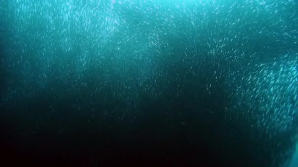 Szkolne Zachowanie Ryb Podwodnych Dzikich Zwierząt Grupa Ryb Jednego Gatunku — Wideo stockowe