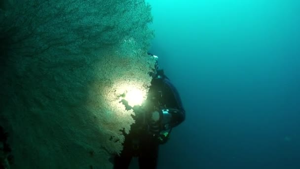 水中で日光の光の中で水中の魚の学校の下でカメラマンダイバー フィリピン海の水中海洋生物の世界と美しさの荒野の1種のグループ魚 — ストック動画