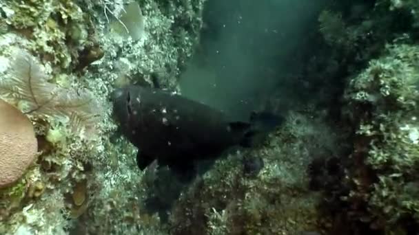 加勒比海海底珊瑚礁的石斑鱼海洋居民 鱼类和海洋多样性的概念 水下野生动物热带生活中的居民 海洋泻湖的野生性质 — 图库视频影像