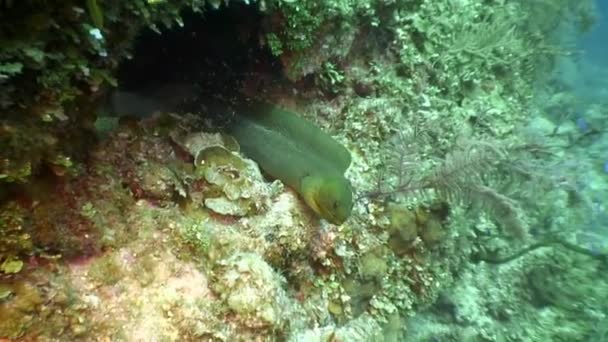 Green Moray Anguilla Vicino Subacquei Subacquei Gigante Atlantico Epinephelus Itajara — Video Stock