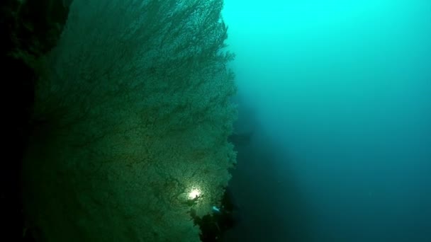 Podwodny Biały Tropikalny Koralowiec Gorgonaria Morski Dno Morski Życie Filipiński — Wideo stockowe
