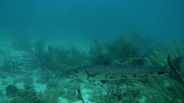 カリブ海のサンゴ礁の海の住民 魚種と海洋の多様性の概念 水中野生生物の熱帯生活の住民 海ラグーンの野生性 — ストック動画