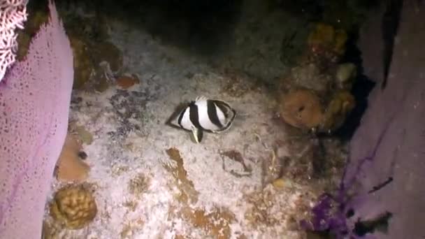 Морські Жителі Коралових Рифів Підводному Карибському Морі Концепція Різноманітності Видів — стокове відео