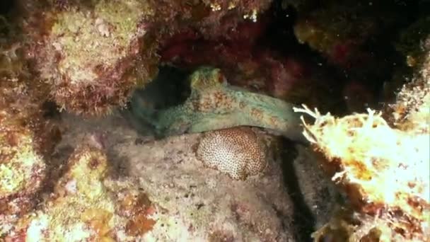 加勒比海海底珊瑚礁的章鱼居民 鱼类和海洋多样性的概念 水下野生动物热带生活中的居民 海洋泻湖的野生性质 — 图库视频影像