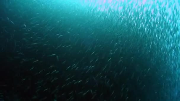 魚や水中野生生物の学習行動 フィリピン海の水中海洋生物界における1種のグループ魚 水中魚流の概念 — ストック動画
