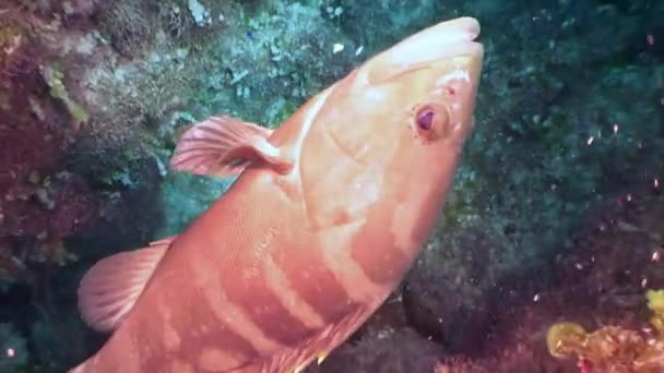 Korallzátony Tengeri Lakói Karib Tengeren Halfajok Tengerek Sokféleségének Fogalma Víz — Stock videók