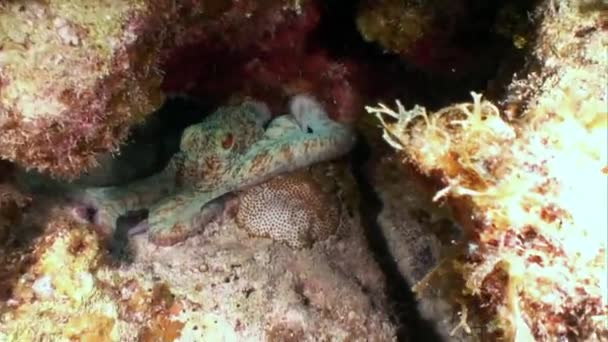 Octopus Inhabitants Coral Reef Underwater Caribbean Sea Concept Diversity Fish — Stock Video