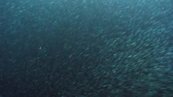 水中の日光の光の中で魚のグリッターやシマーの学校 フィリピン海の水中海洋生物界における1種の群魚 — ストック動画