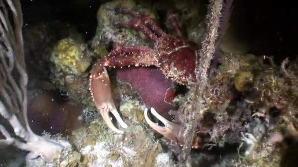 Grandes Habitantes Cangrejos Los Arrecifes Coral Bajo Mar Caribe Concepto — Vídeos de Stock