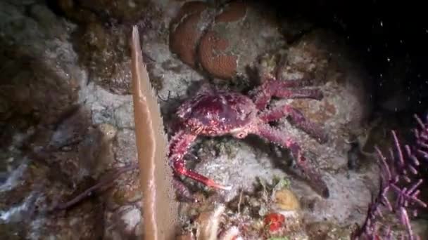 珊瑚礁下的大蟹居民生活在加勒比海中 鱼类和海洋多样性的概念 野生动物热带生活中的居民 海洋泻湖的野生性质 Scuba潜水 — 图库视频影像