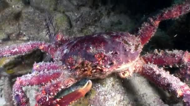 珊瑚礁下的大蟹居民生活在加勒比海中 鱼类和海洋多样性的概念 野生动物热带生活中的居民 海洋泻湖的野生性质 Scuba潜水 — 图库视频影像
