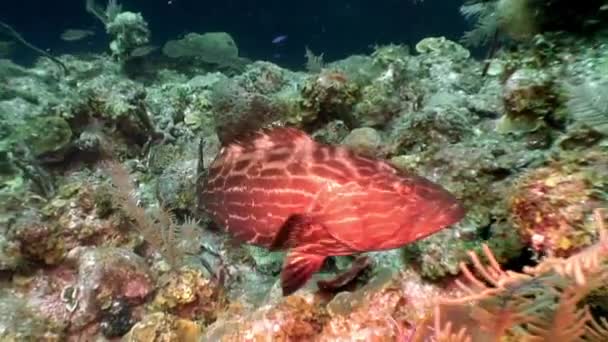 Morscy Mieszkańcy Rafy Koralowej Podwodnym Morzu Karaibskim Koncepcja Różnorodności Gatunków — Wideo stockowe