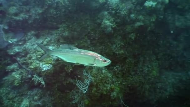加勒比海海底珊瑚礁的海洋居民 鱼类和海洋多样性的概念 水下野生动物热带生活中的居民 海洋泻湖的野生性质 — 图库视频影像