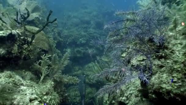 Grouper Habitantes Marinhos Recifes Coral Mar Caribe Subaquático Conceito Diversidade — Vídeo de Stock