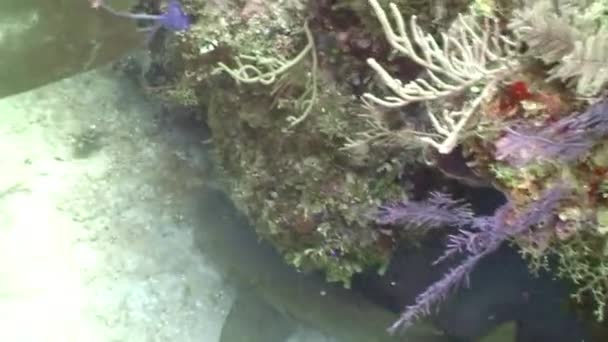 加勒比海海底珊瑚礁的海洋居民 鱼类和海洋多样性的概念 水下野生动物热带生活中的居民 海洋泻湖的野生性质 — 图库视频影像